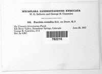 Puccinia recondita image